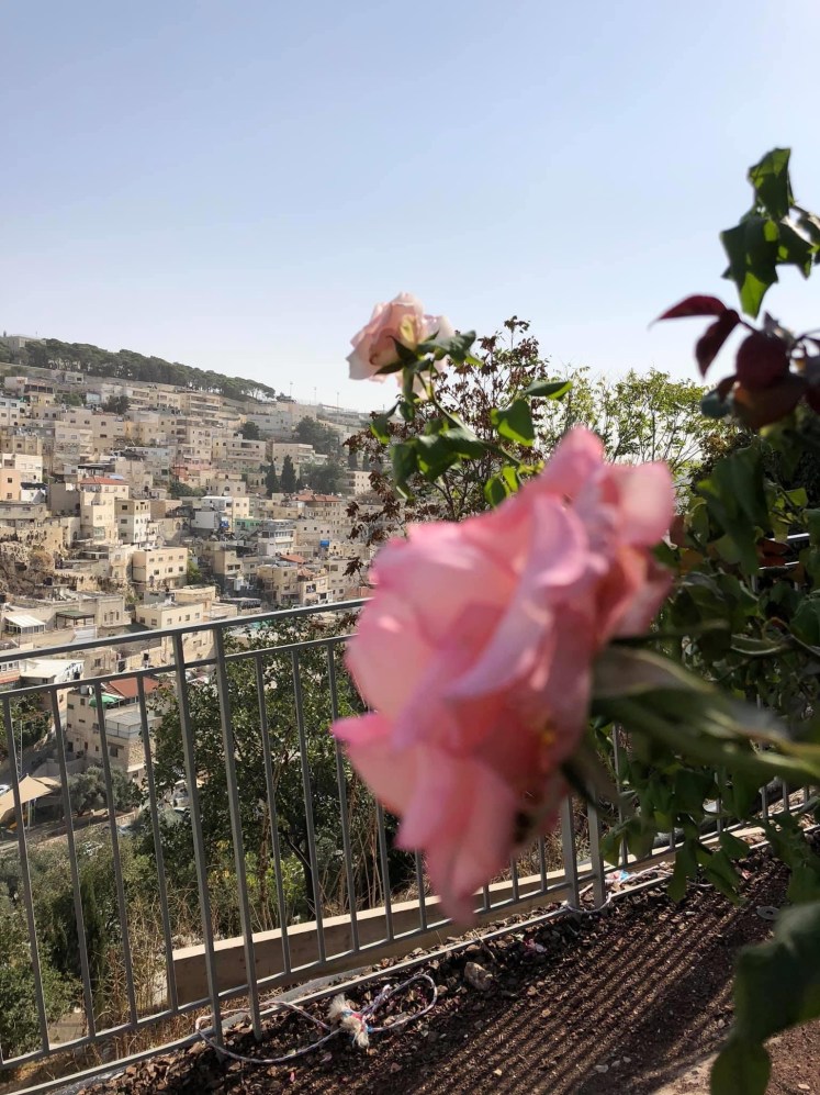 CITY OF DAVID ROSE